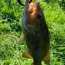 スモールマウスバス