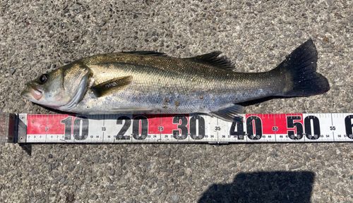 マダカ（ヒラスズキ）の釣果