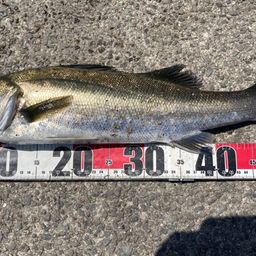 マダカ（ヒラスズキ）