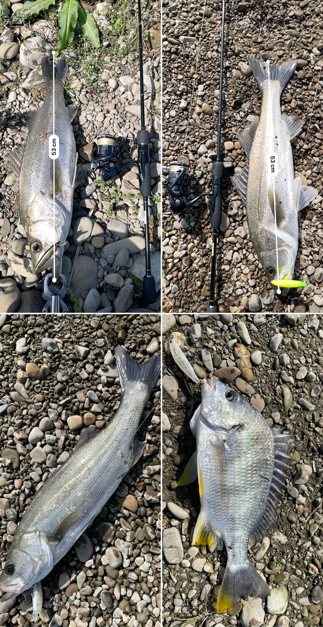 SHIMANO 19ヴァンキッシュ C2500SHGの最安値・インプレ・釣果
