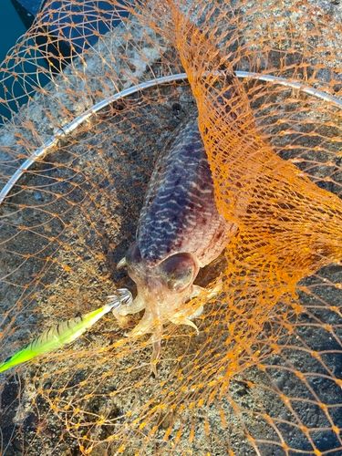 コウイカの釣果