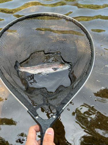 ニジマスの釣果