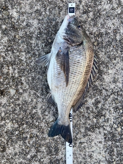 クロダイの釣果