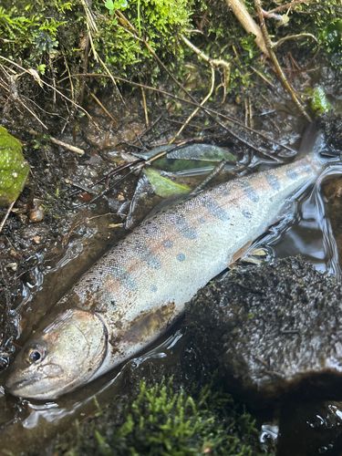 ヤマメの釣果