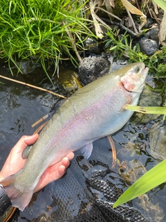 ニジマスの釣果