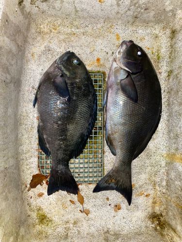 メジナの釣果
