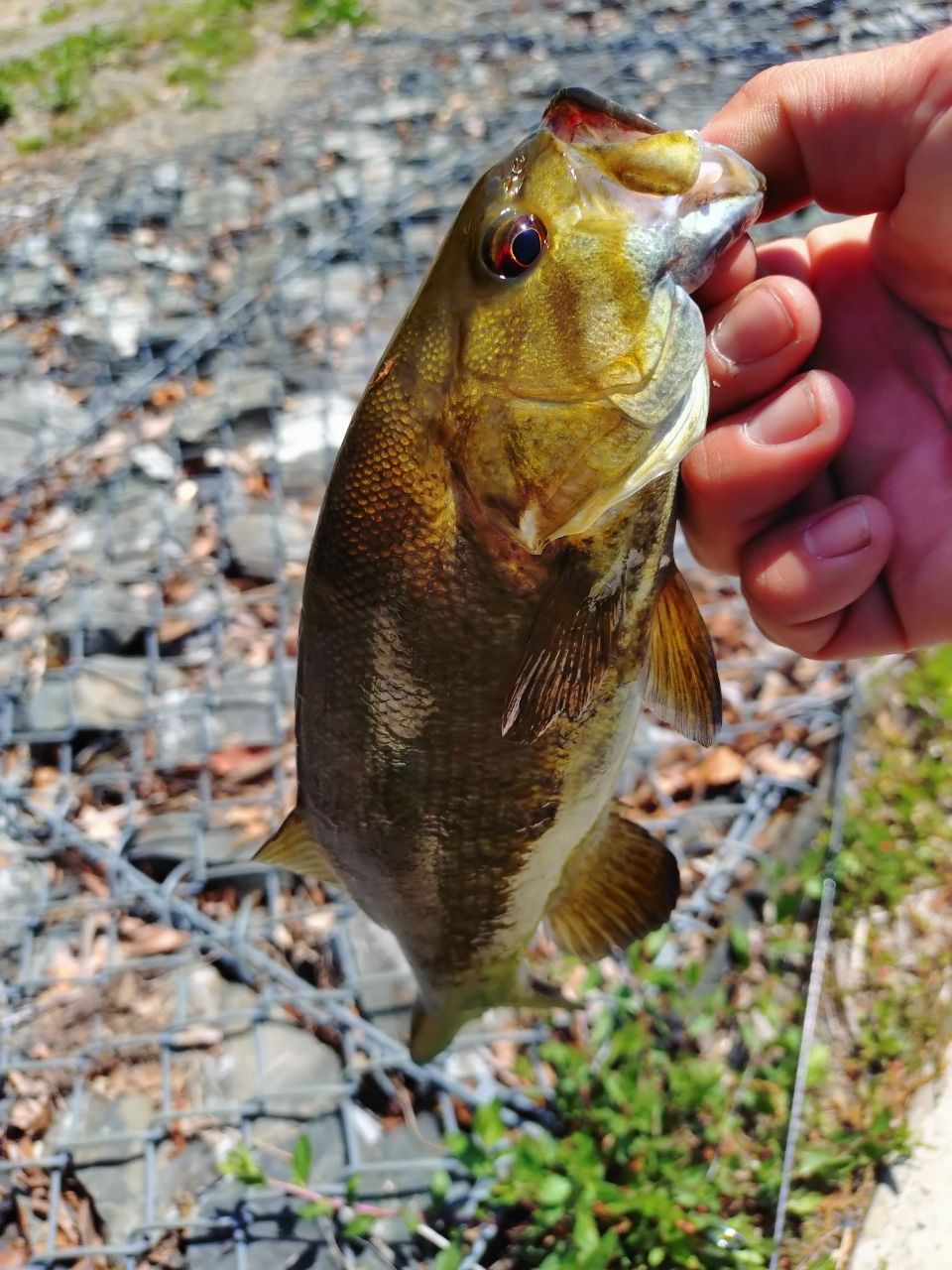 スモールマウスバス