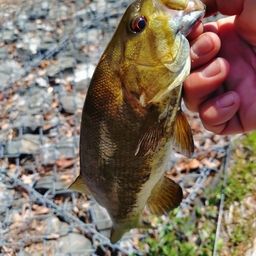 スモールマウスバス