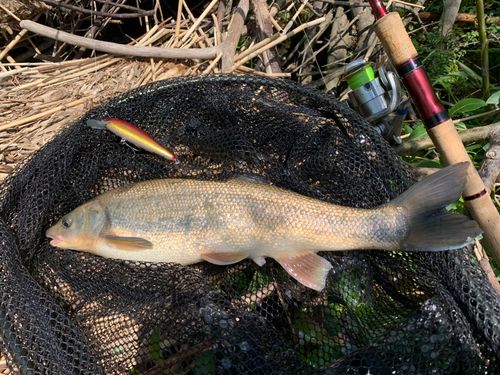 ウグイの釣果