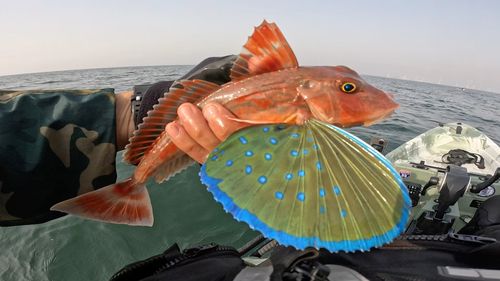 ホウボウの釣果