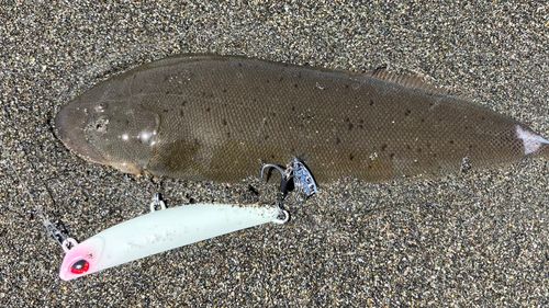 シタビラメの釣果