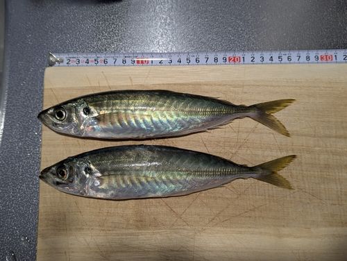 アジの釣果