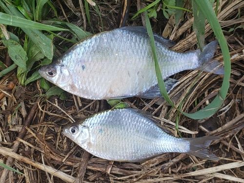 オオタナゴの釣果
