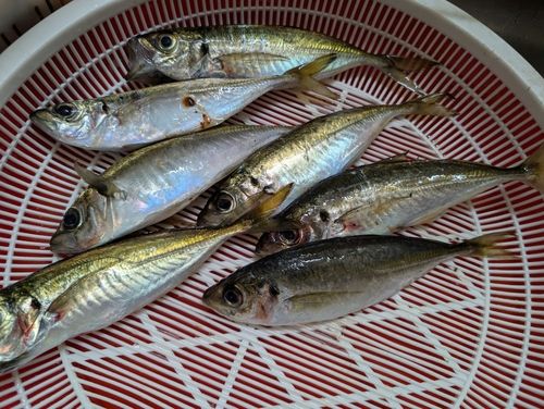 アジの釣果