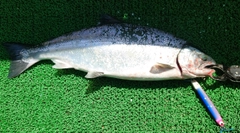 サクラマスの釣果