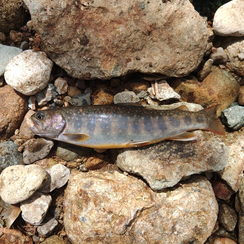 足羽川で釣れたトラウトの釣り・釣果情報 - アングラーズ | 釣果