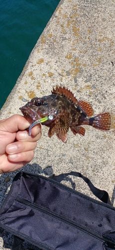 アラカブの釣果