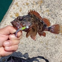 アラカブ
