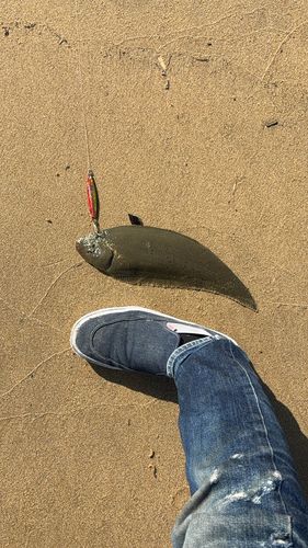 シタビラメの釣果