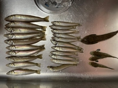 シロギスの釣果