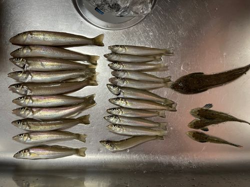 シロギスの釣果