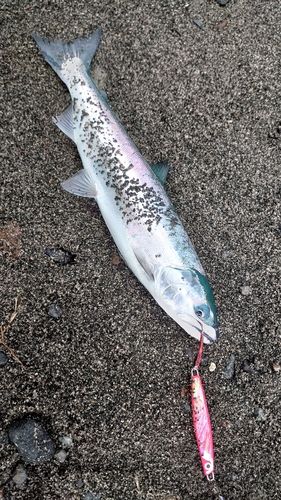 サクラマスの釣果