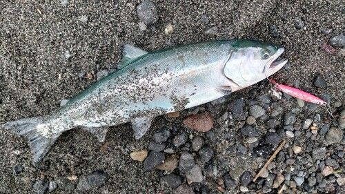 サクラマスの釣果