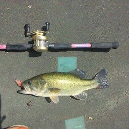 ラージマウスバス