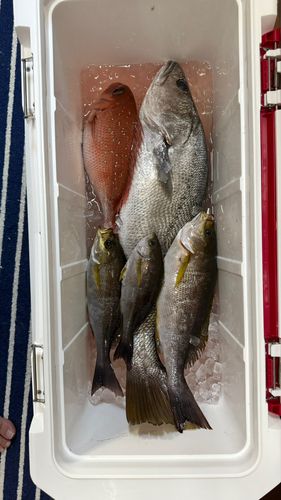 ニベの釣果