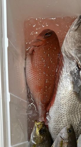 マダイの釣果