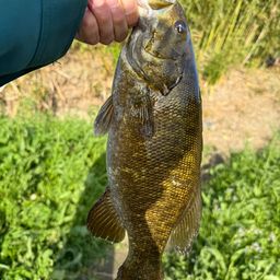 スモールマウスバス