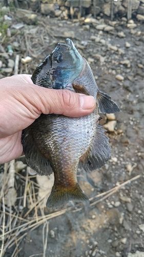 ブルーギルの釣果