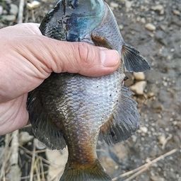ブルーギル