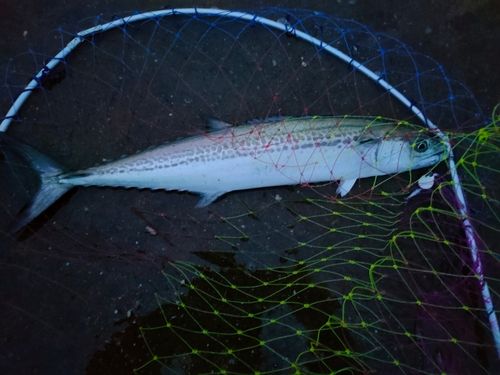 サゴシの釣果