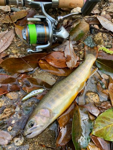 イワナの釣果