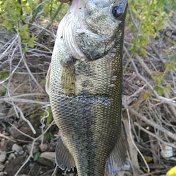 ラージマウスバス