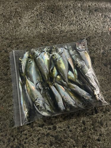 アオアジの釣果