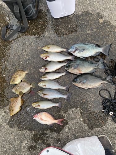 グレの釣果