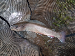 トラウトの釣果