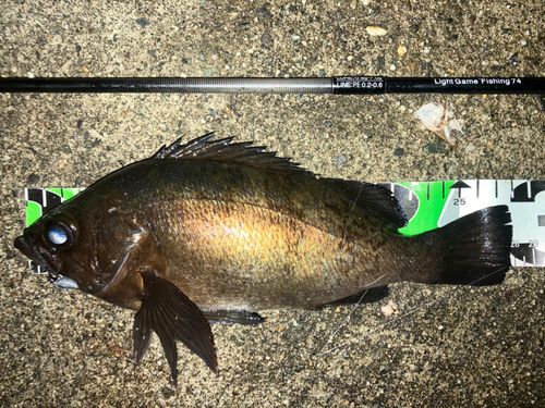 クロメバルの釣果