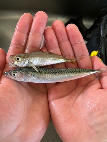 マアジの釣果