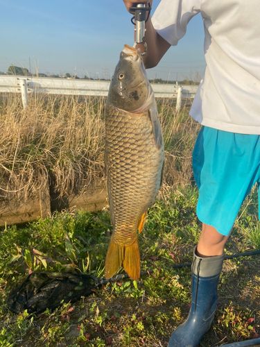 コイの釣果