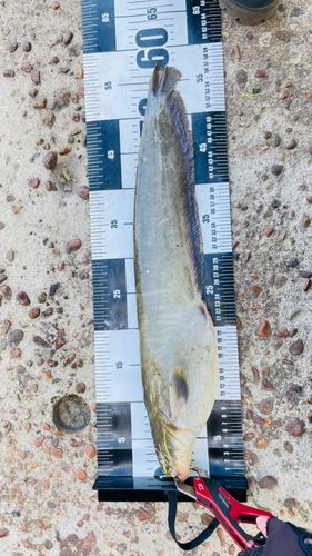 ナマズの釣果