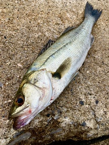 セイゴ（マルスズキ）の釣果