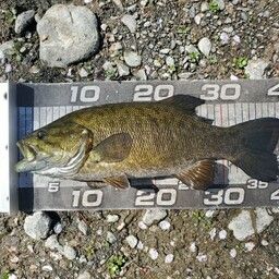 スモールマウスバス