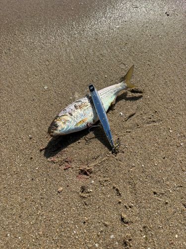 コノシロの釣果