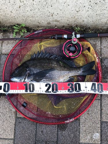 チヌの釣果