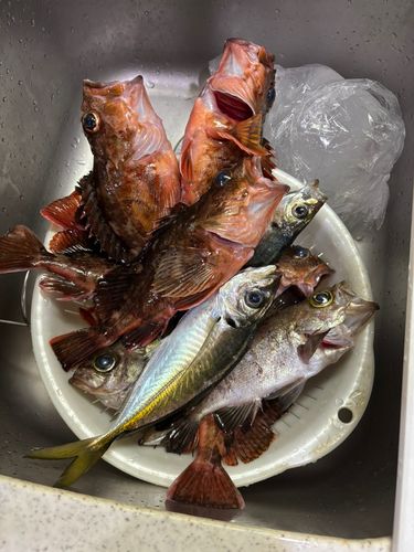 カサゴの釣果