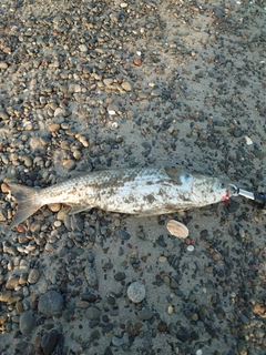 ボラの釣果