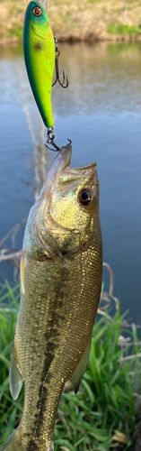 ブラックバスの釣果